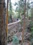 03Zipline - 07 * To get to the last course, you have to cross this suspension bridge (your harness is strapped into a cable for this too)